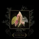 Vics_Picks_Plants