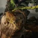 NEWCREATURE