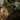 NEWCREATURE thumbnail
