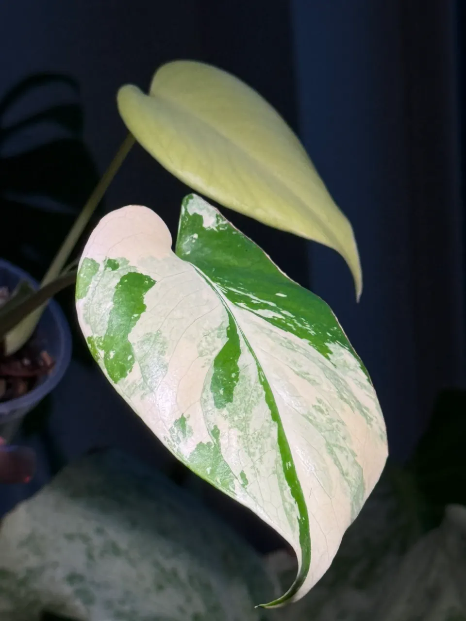 Monstera PomPom ($195) from @GlassHousesConservatory