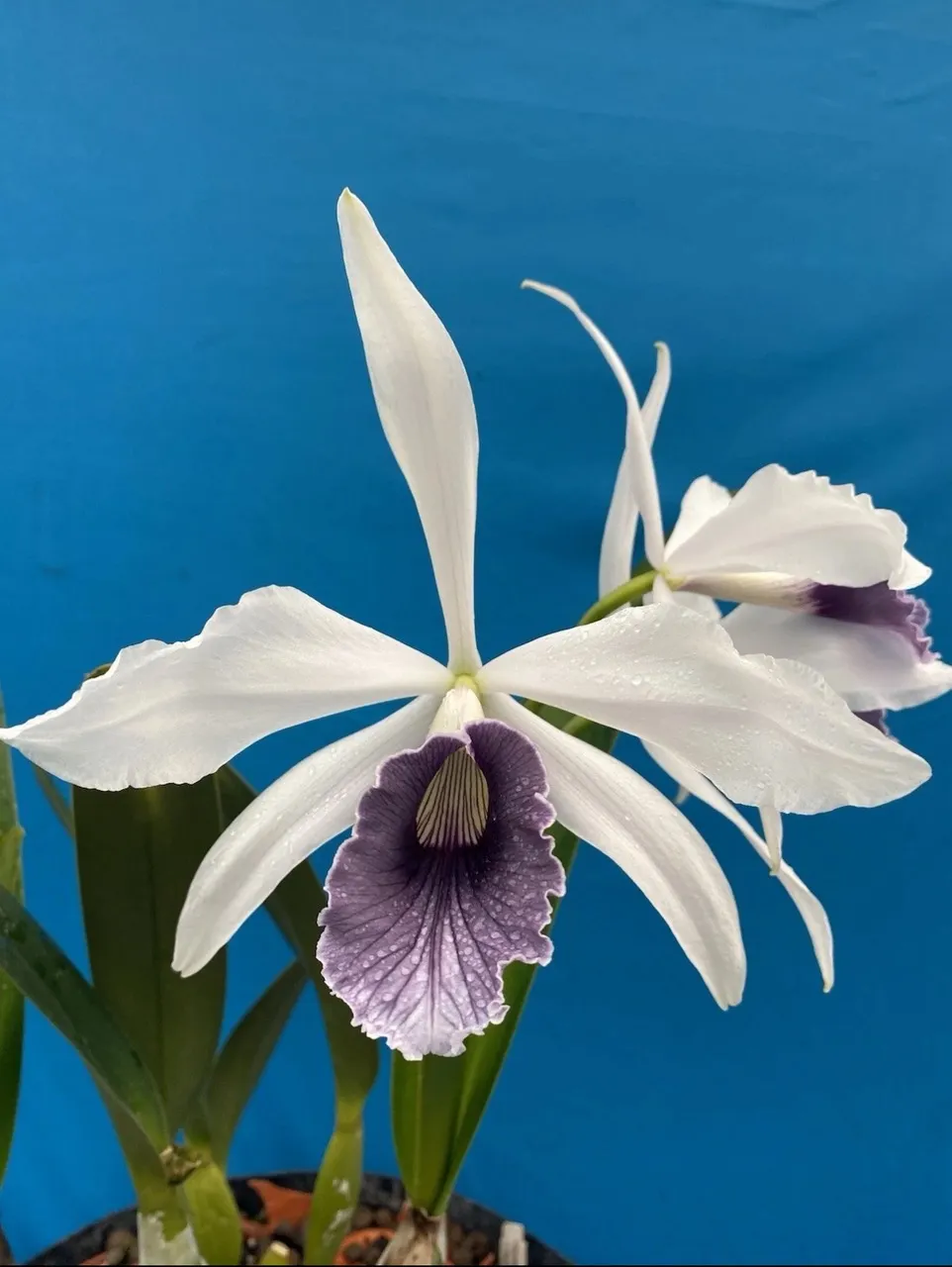 Cattleya purpurata werkhauseri Striata Species Orchid Eros