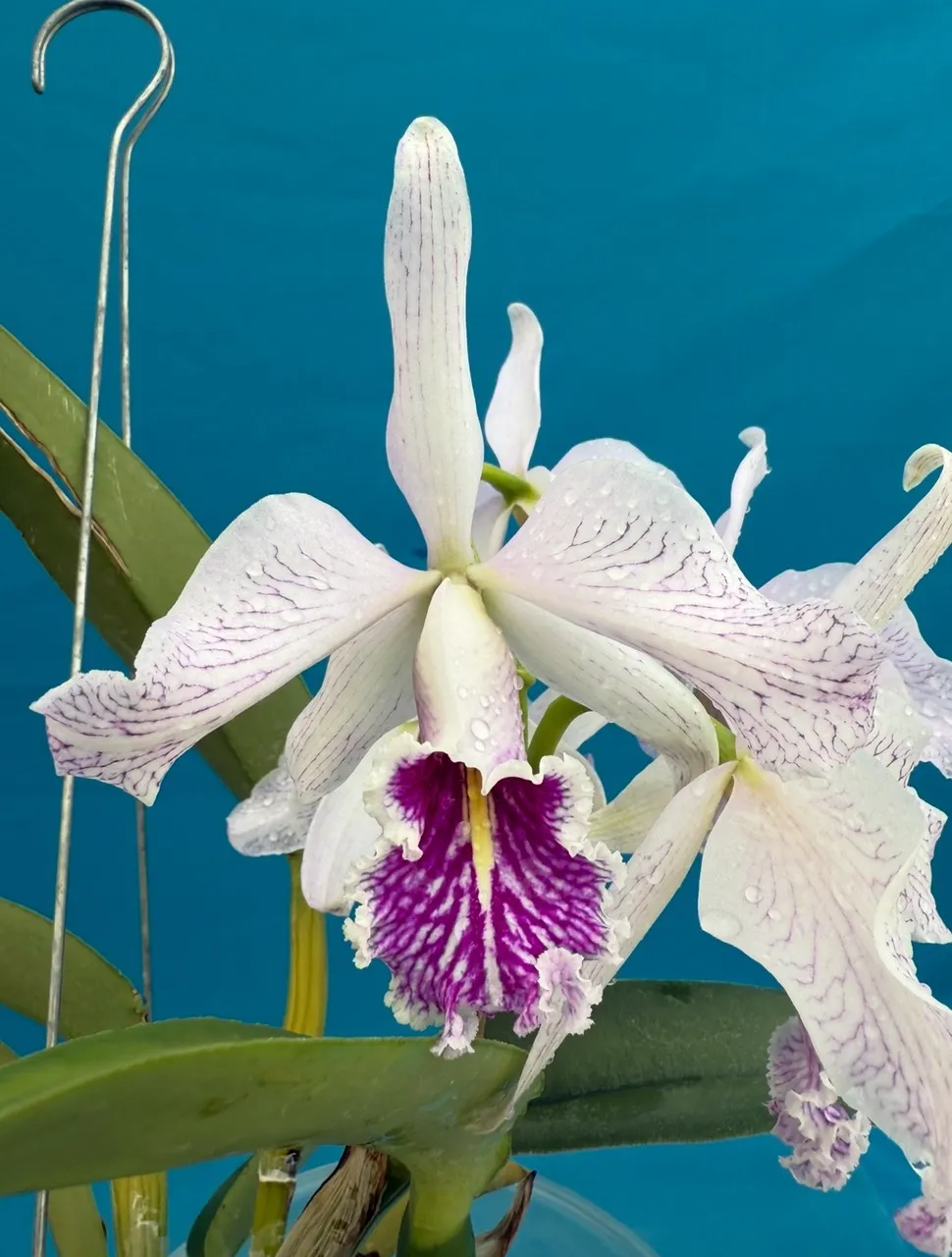 Cattleya purpurata werkhauseri Striata Species Orchid Eros