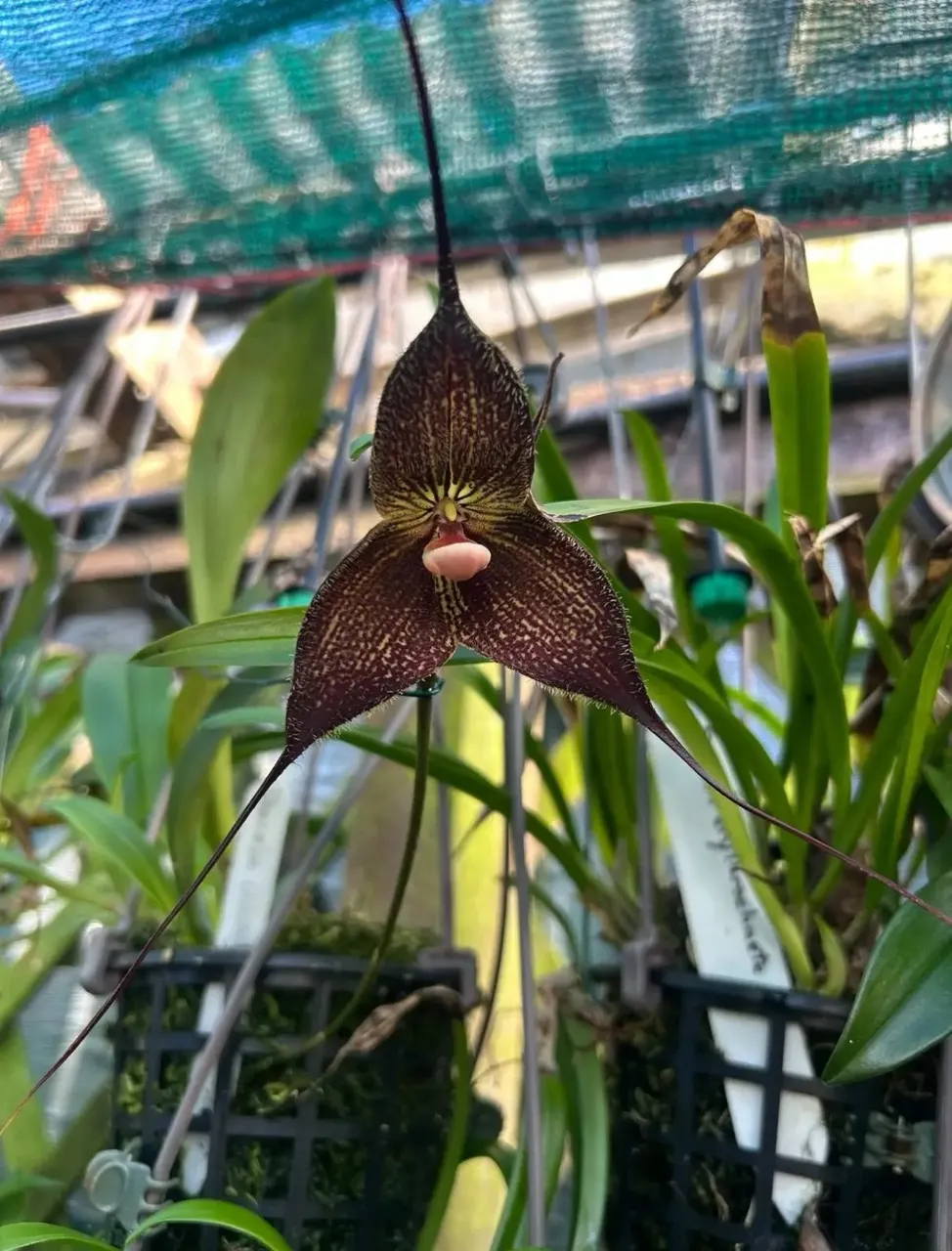 Cattleya purpurata werkhauseri Striata Species Orchid Eros