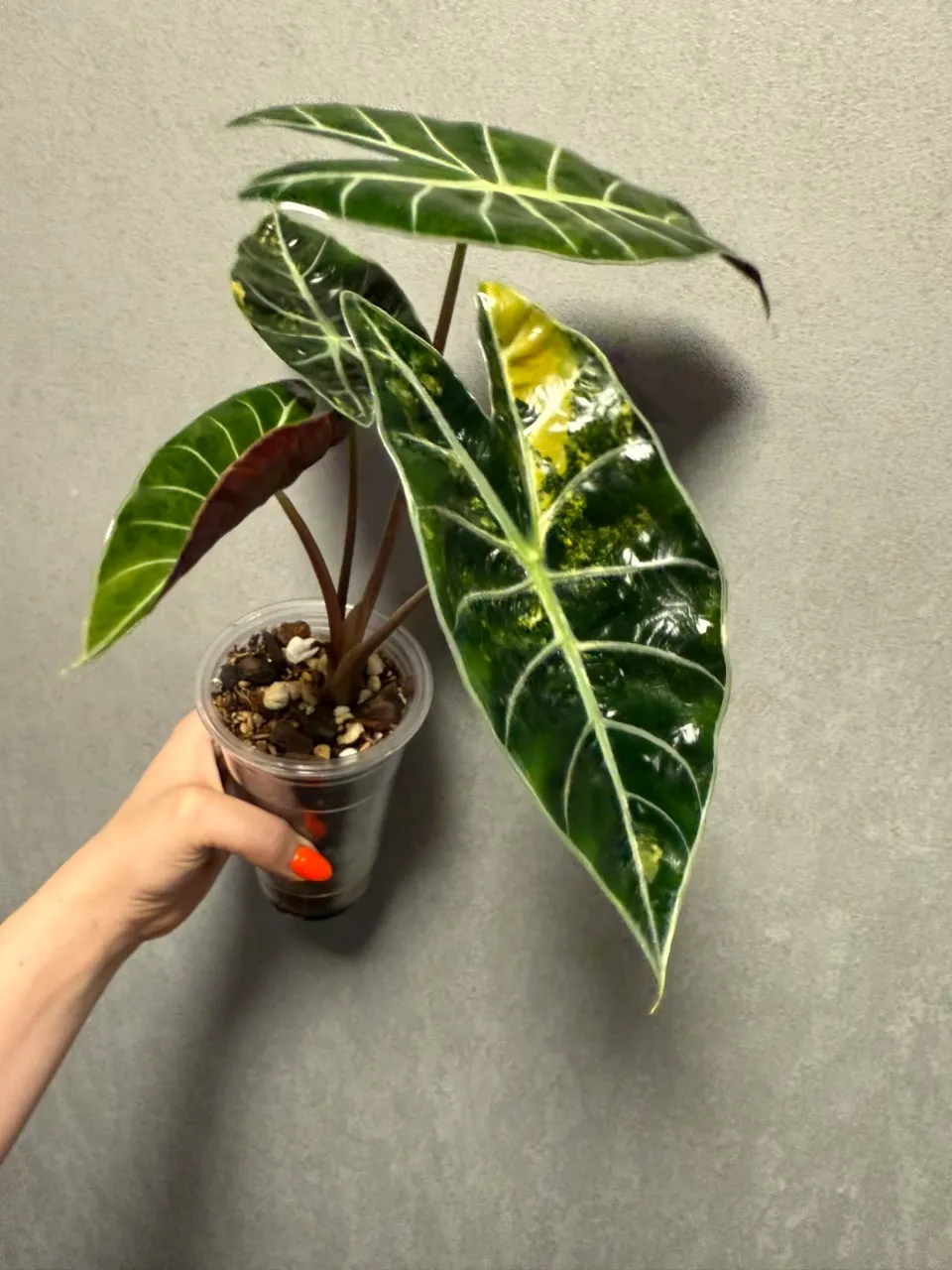 Alocasia Longiloba Suhirmaniana Aurea ($898) from @WeirdlyGreenLLC