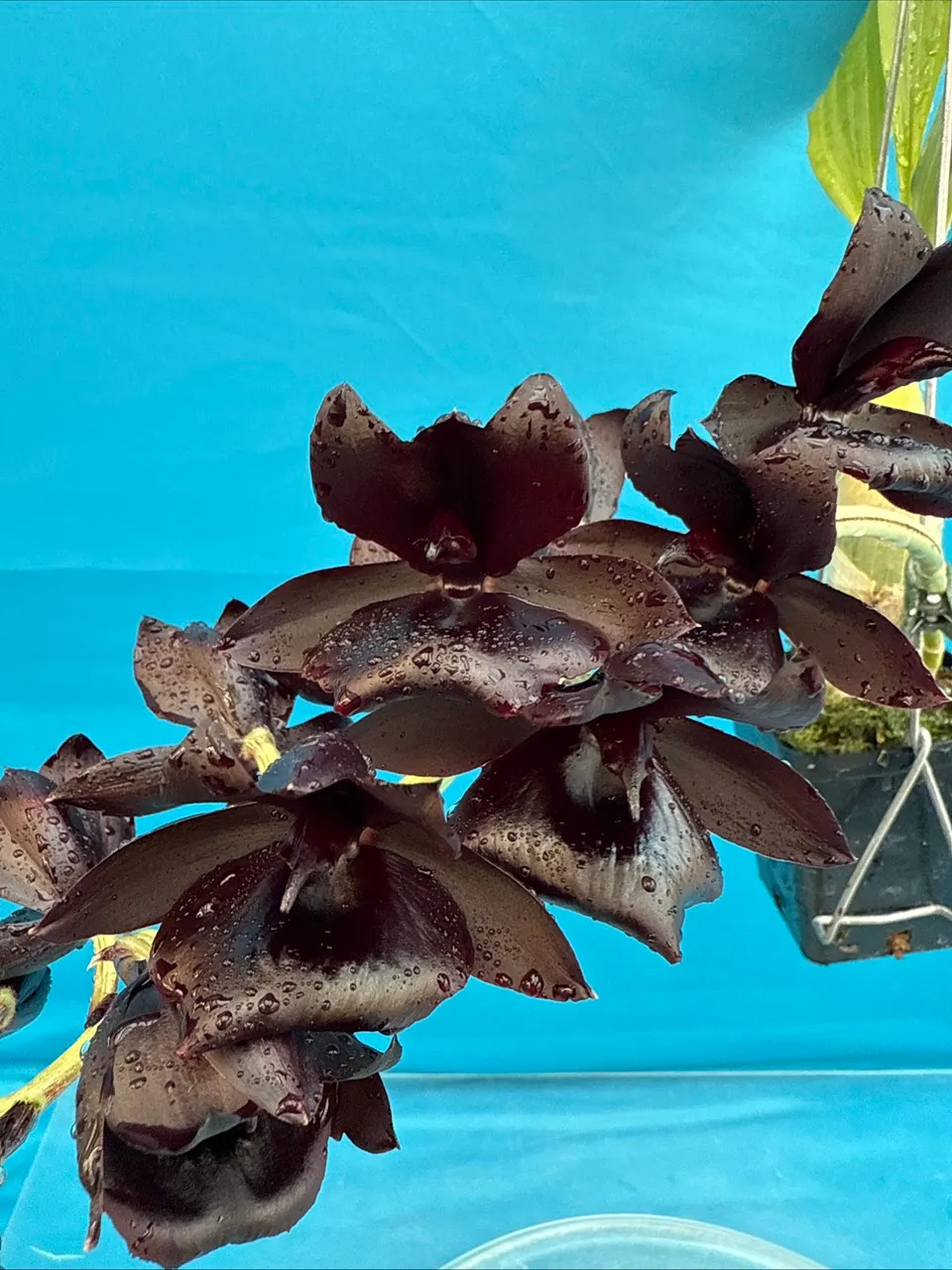 Cattleya purpurata werkhauseri Striata Species Orchid Eros