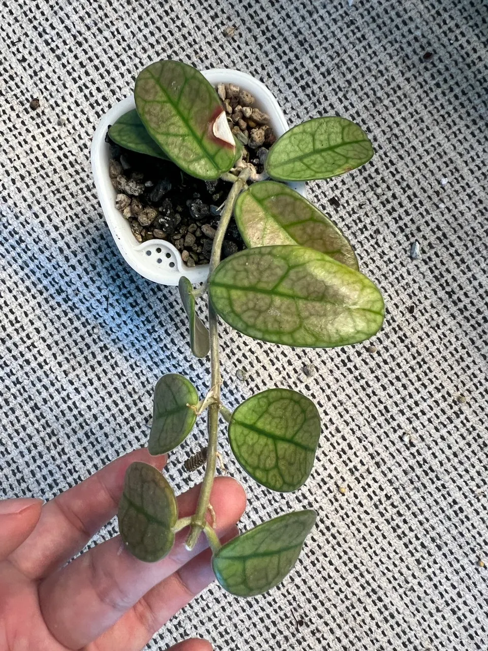 Hoya lyi noid ($39.95) from @gglovesplants