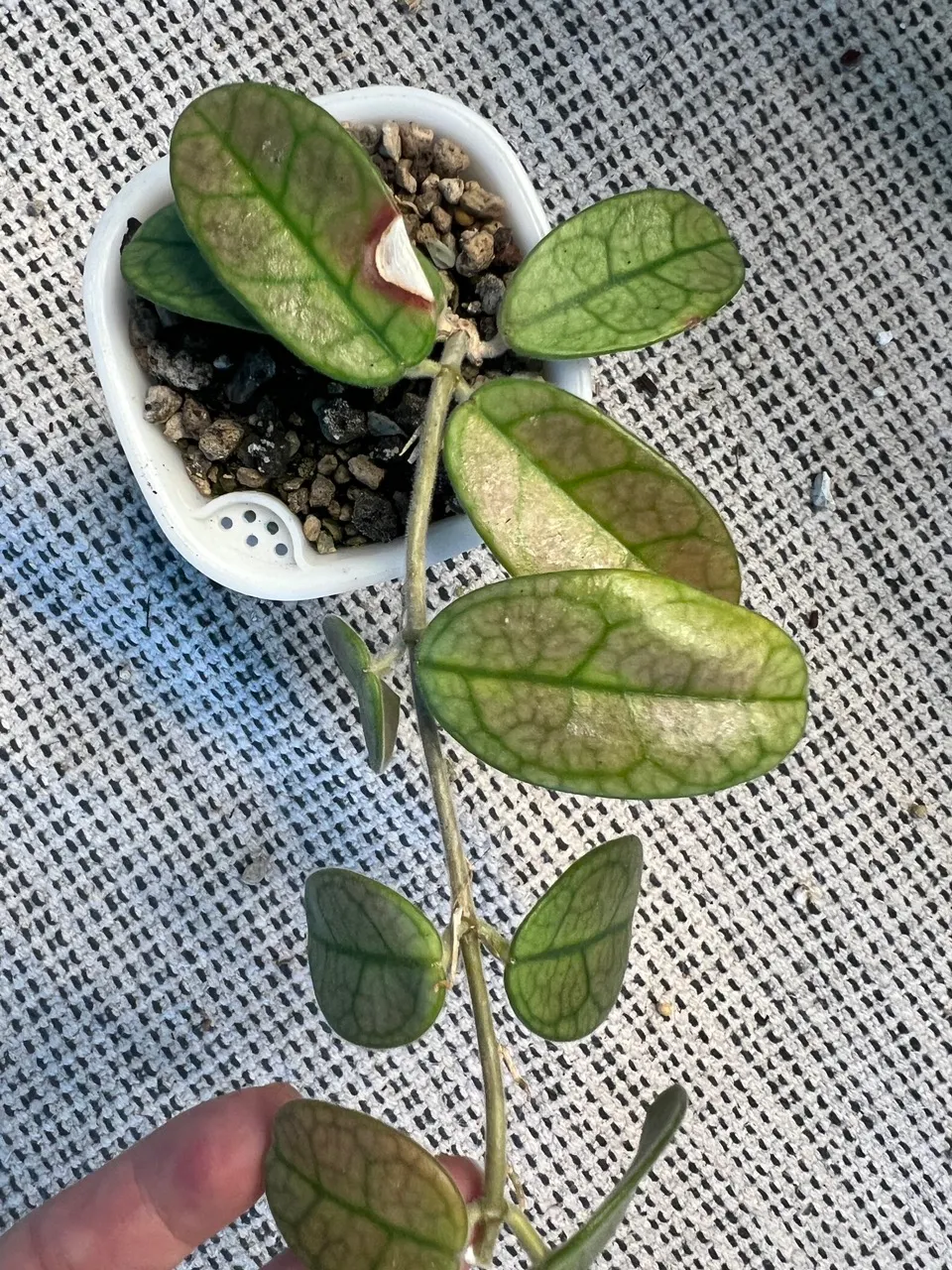 Hoya lyi noid ($39.95) from @gglovesplants