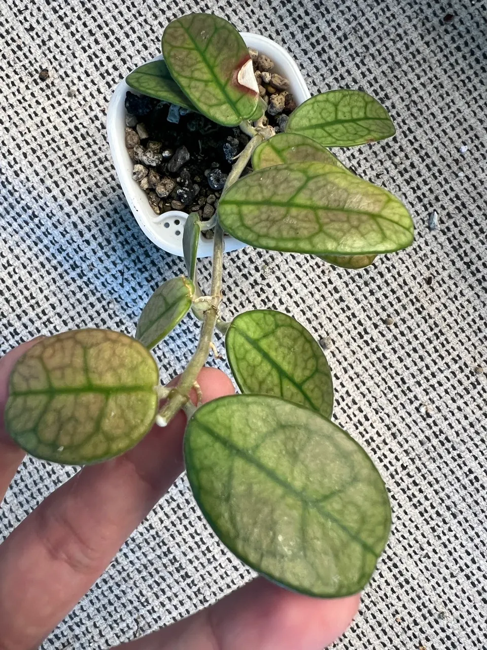 Hoya lyi noid ($39.95) from @gglovesplants
