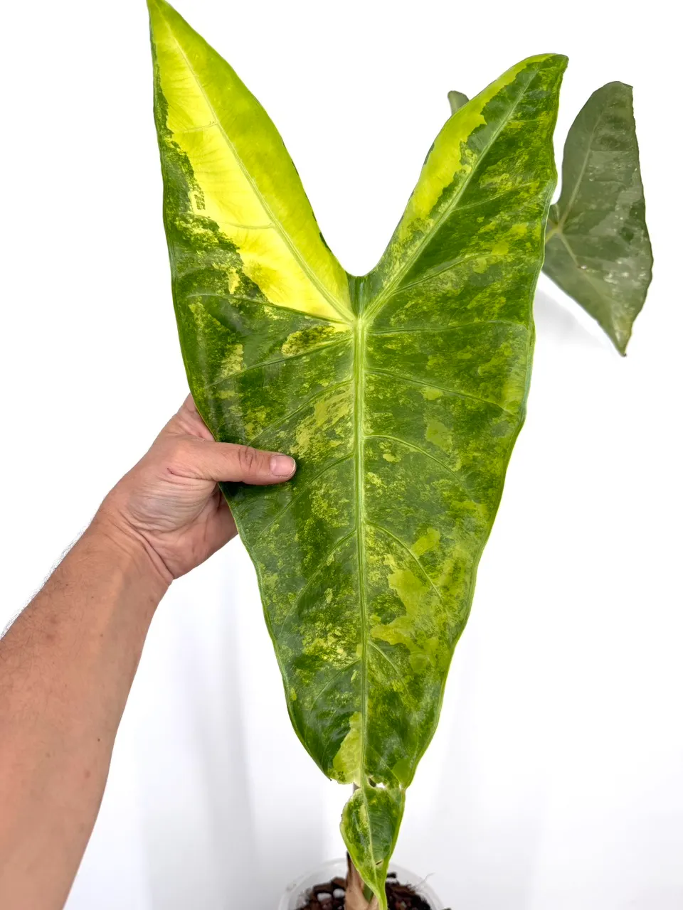 Alocasia Longiloba Albo/Aurea Variegated XXL CORM ($60) from