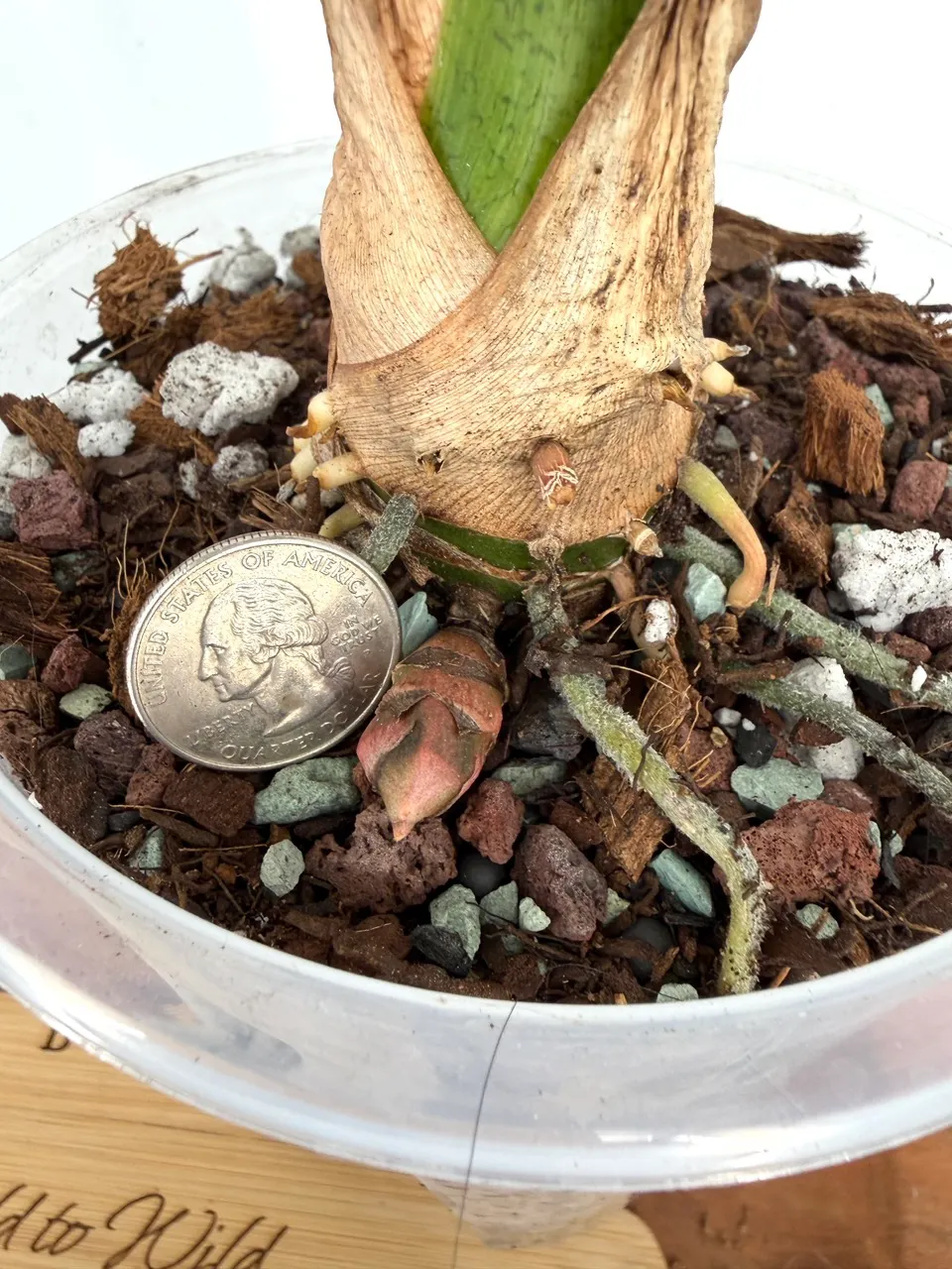 その他観葉植物 1 Alocasia longiloba 'Aurea' Alocasia Longiloba Albo/Aurea Variegated XXL CORM ($60) from