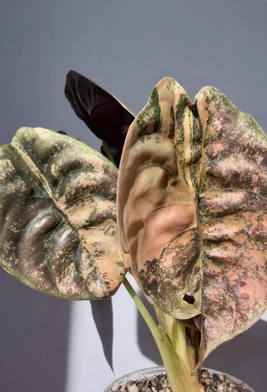 Alocasia Strawberry Latte Corm (GC) ($600) from @LeafyLeafHawaii