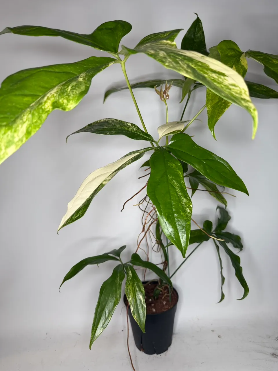 Anthurium Clavigerum Variegated - 8” Pot ($395) from