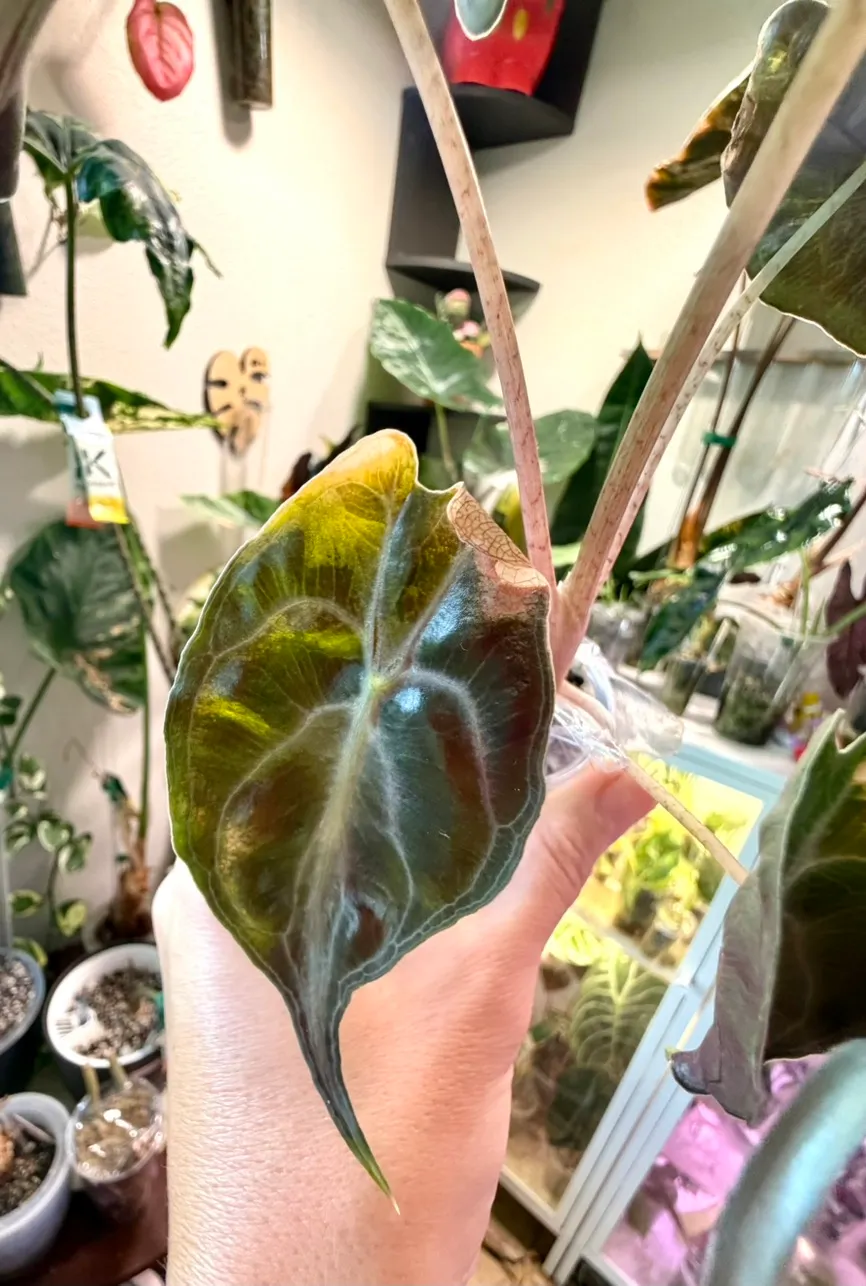 Albo Metallic Blue Alocasia ($525) from @MistyingMyPlanties