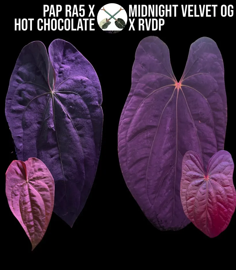Carla 'District' x BWM) X (Carla x Dressleri) S.C. ($42) from