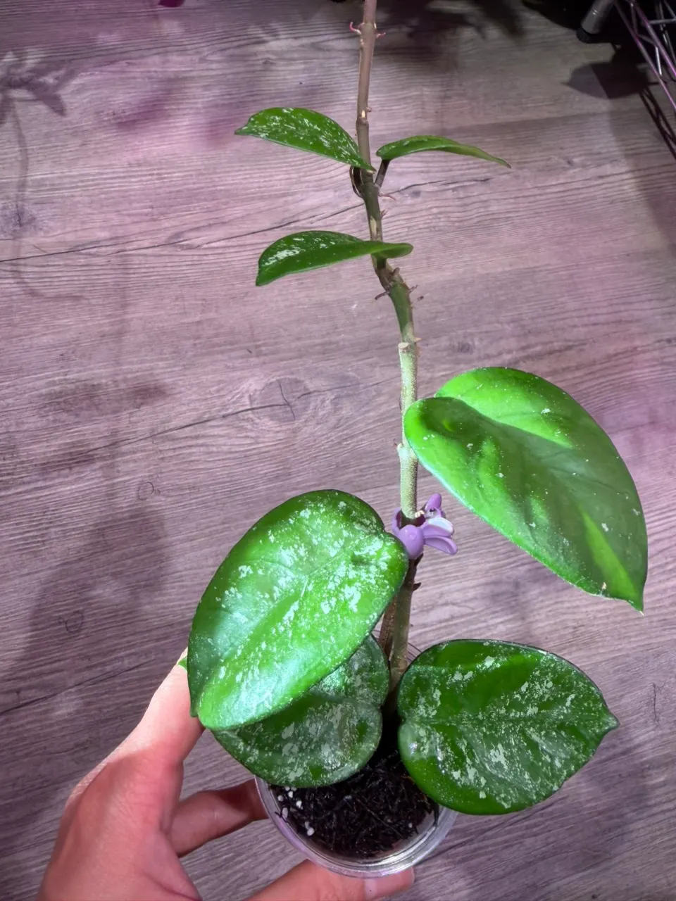 Hoya Lacunosa Full moon ($26) from @Gmae