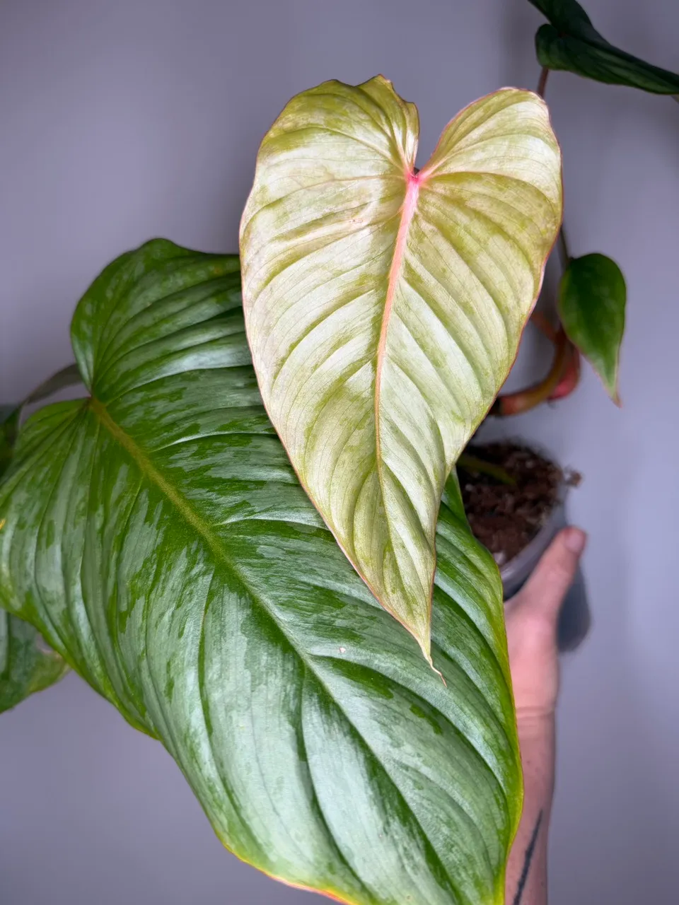 Anthurium Clavigerum Variegated - 8” Pot ($395) from