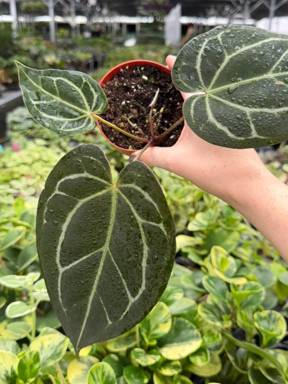 Alocasia Cuprea Pink Mint ($380) from @PlantMedic911