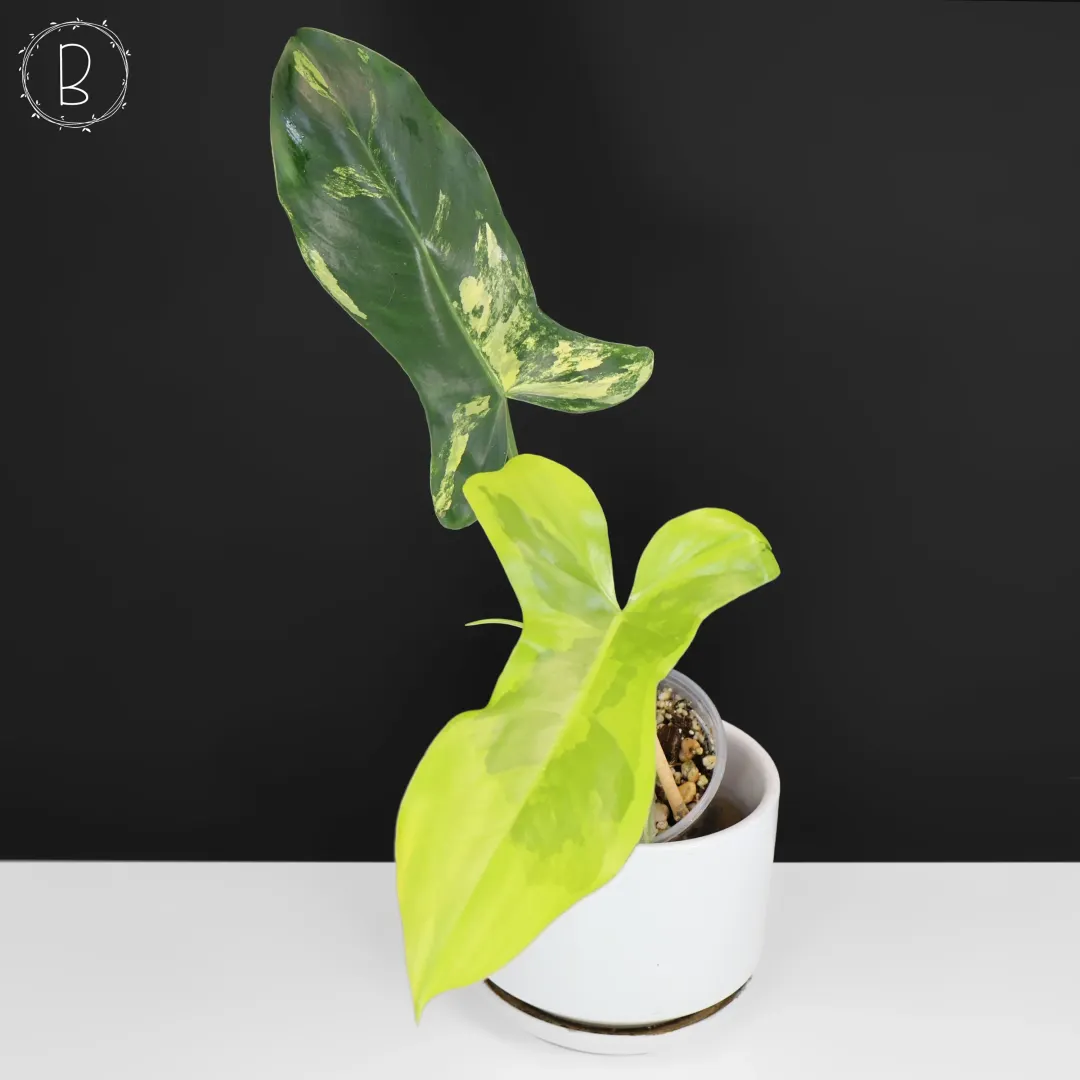 Dioscorea 