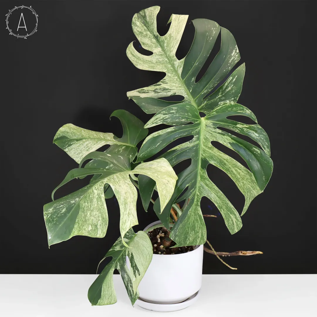 Dioscorea 