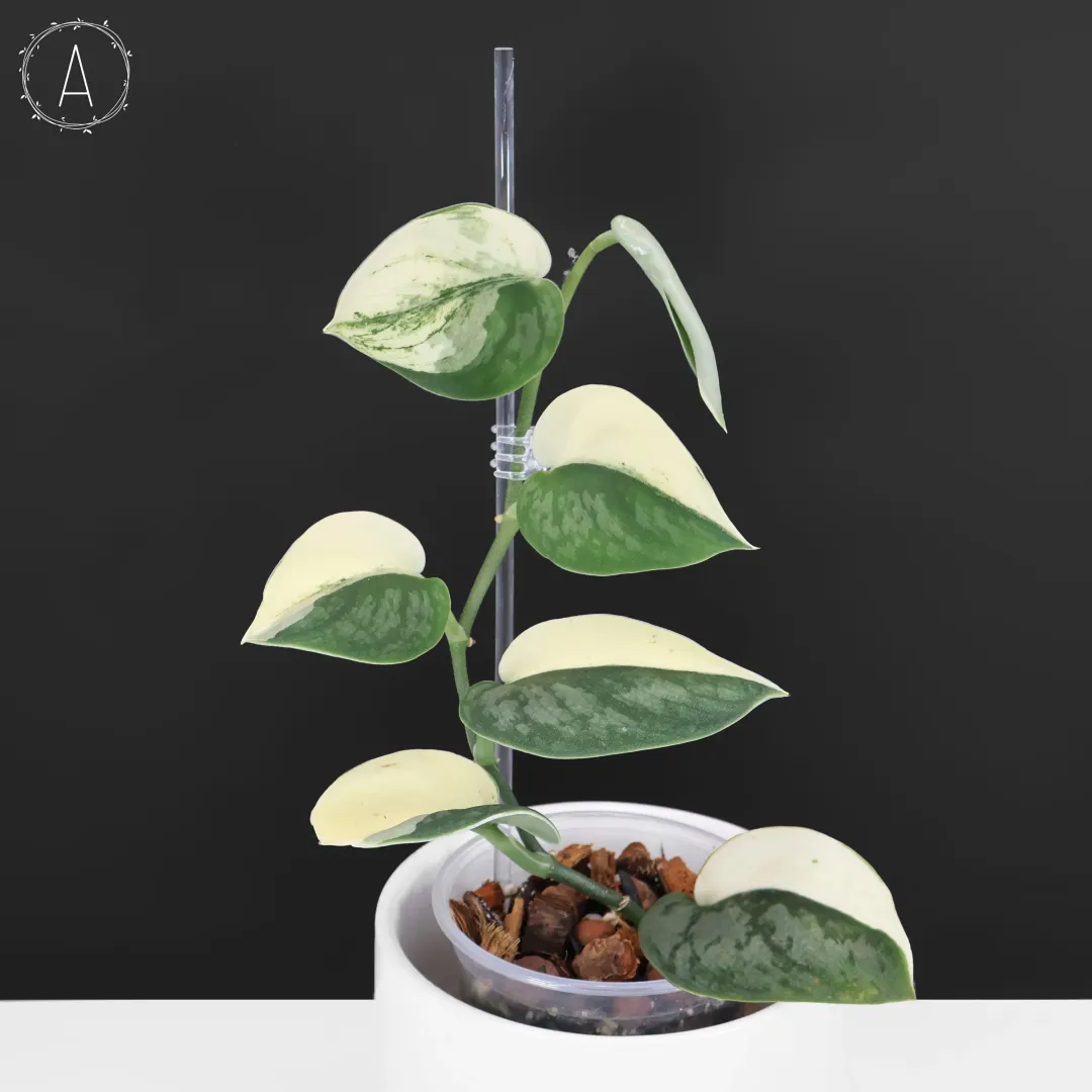 Dioscorea 