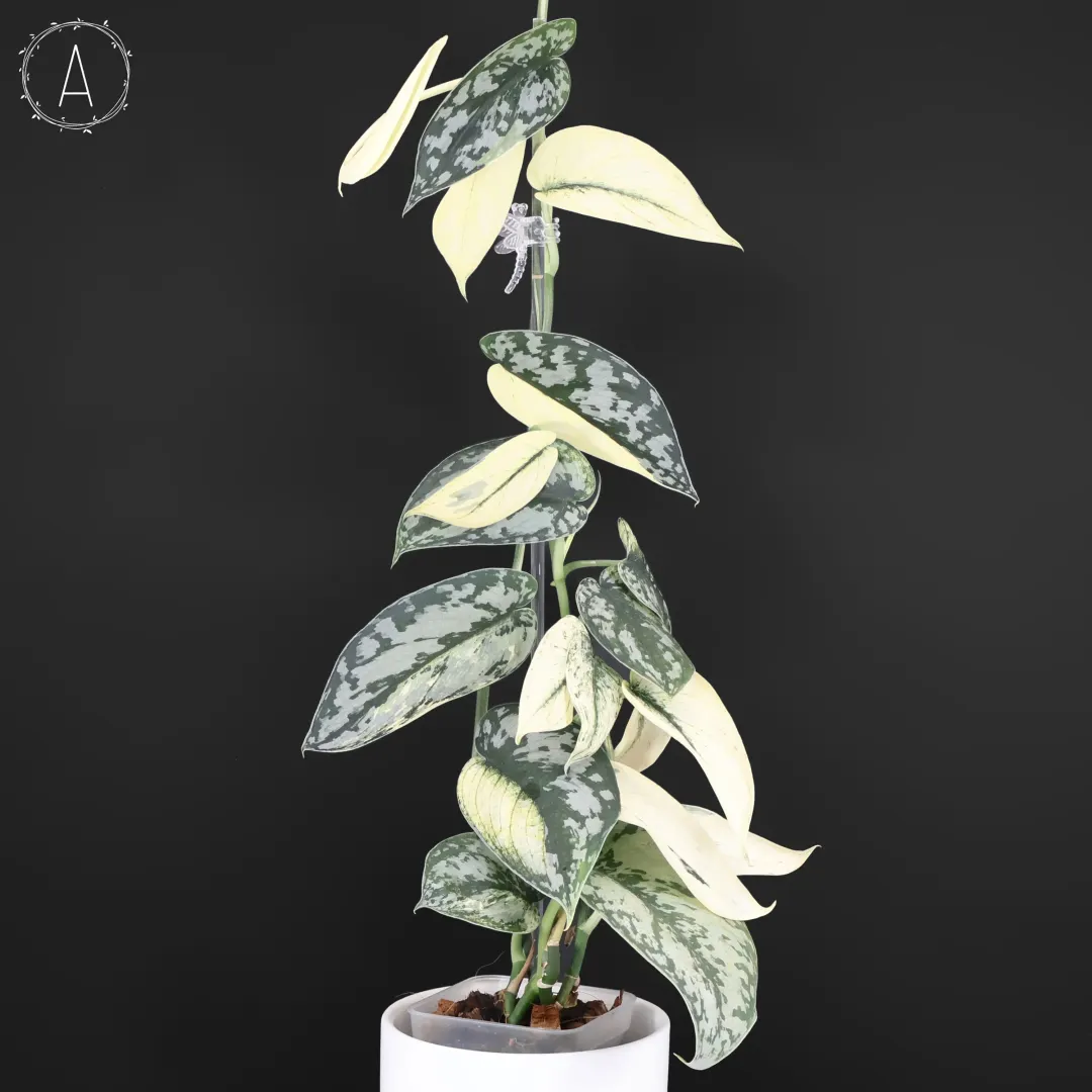 Dioscorea 