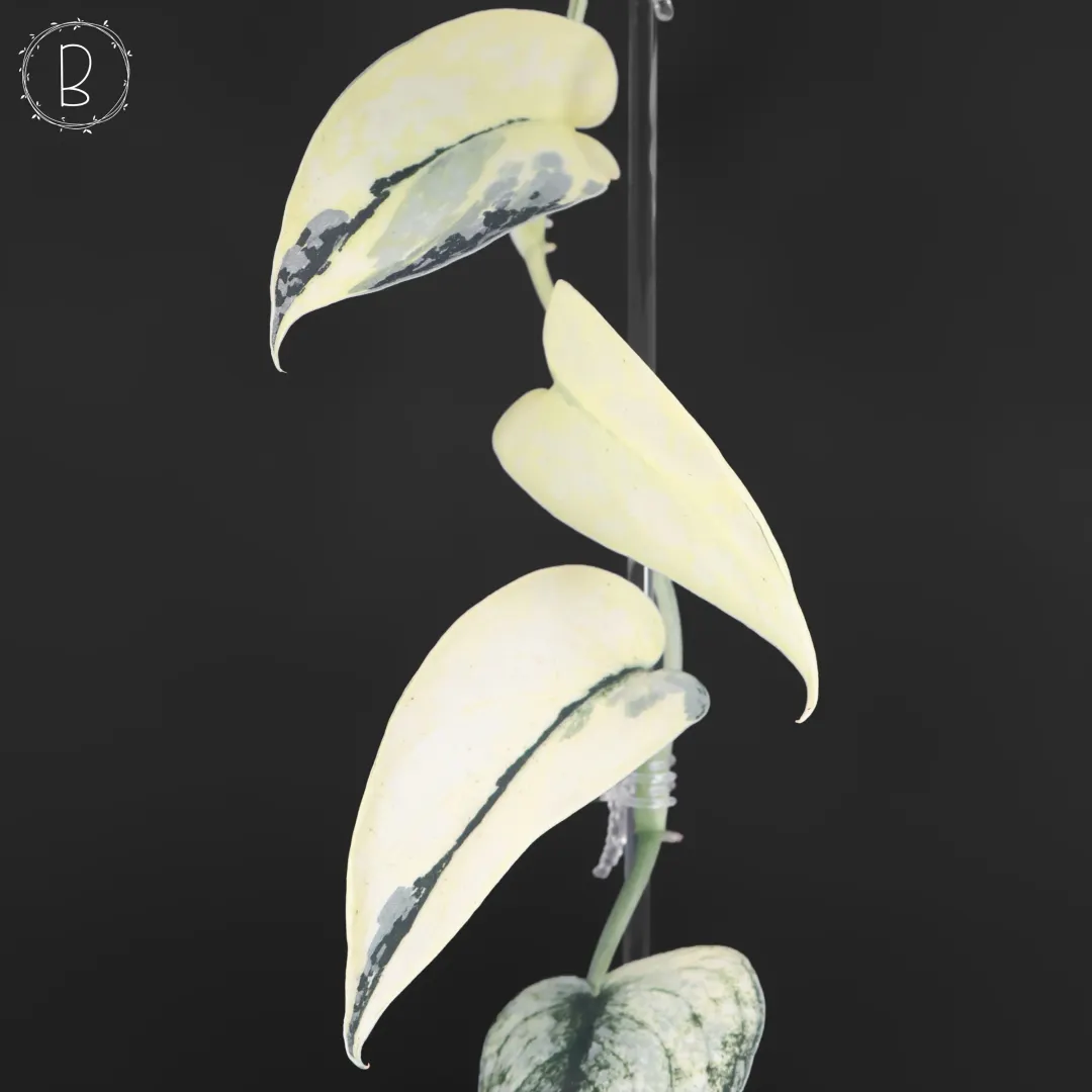 Dioscorea 