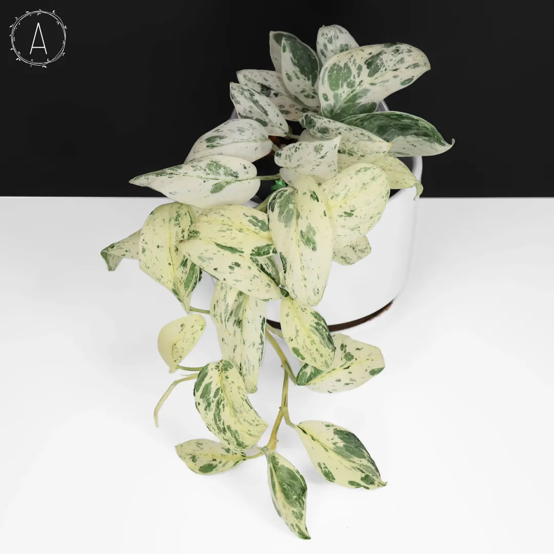 な*の様 希少　Dioscorea pixel variegated Dioscorea 