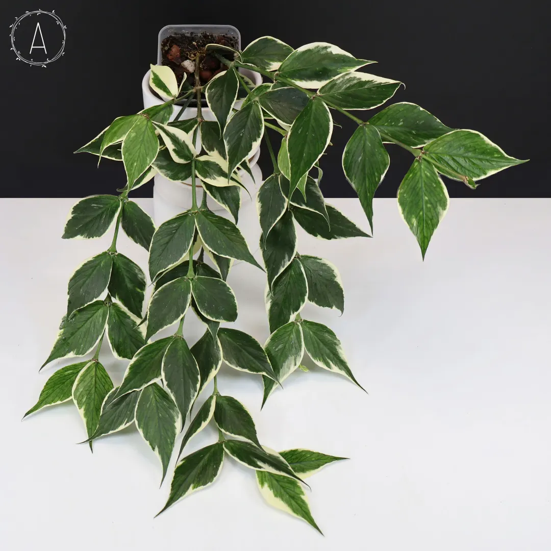 Dioscorea 