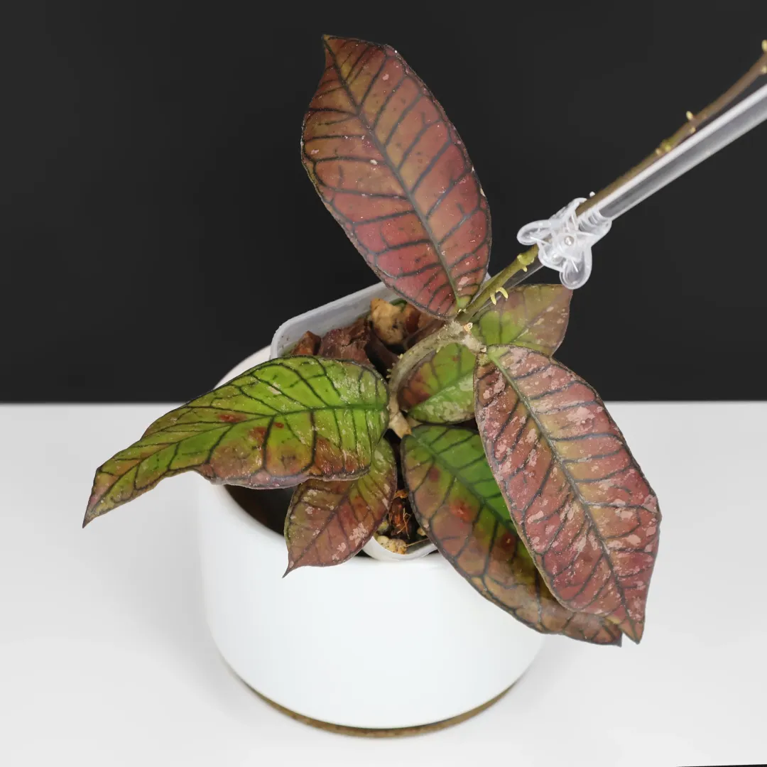 Dioscorea 