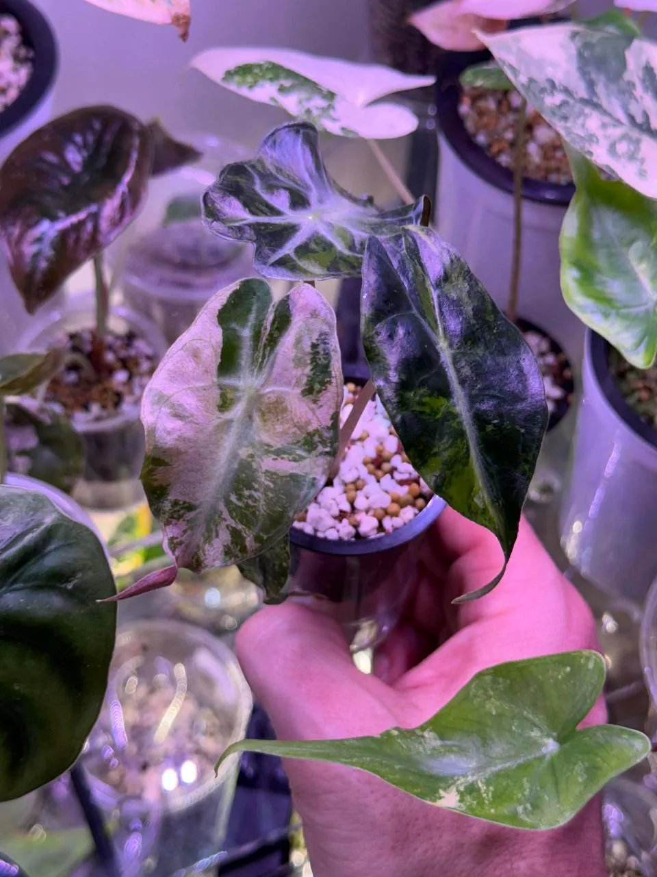 Pink tricolor Venom ($6500) from @GanFamProp