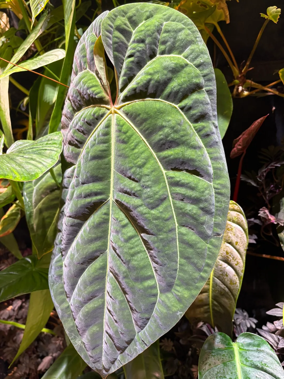 1 PLANT alocasia ninja tricolor ($15) from @plantKEmistry