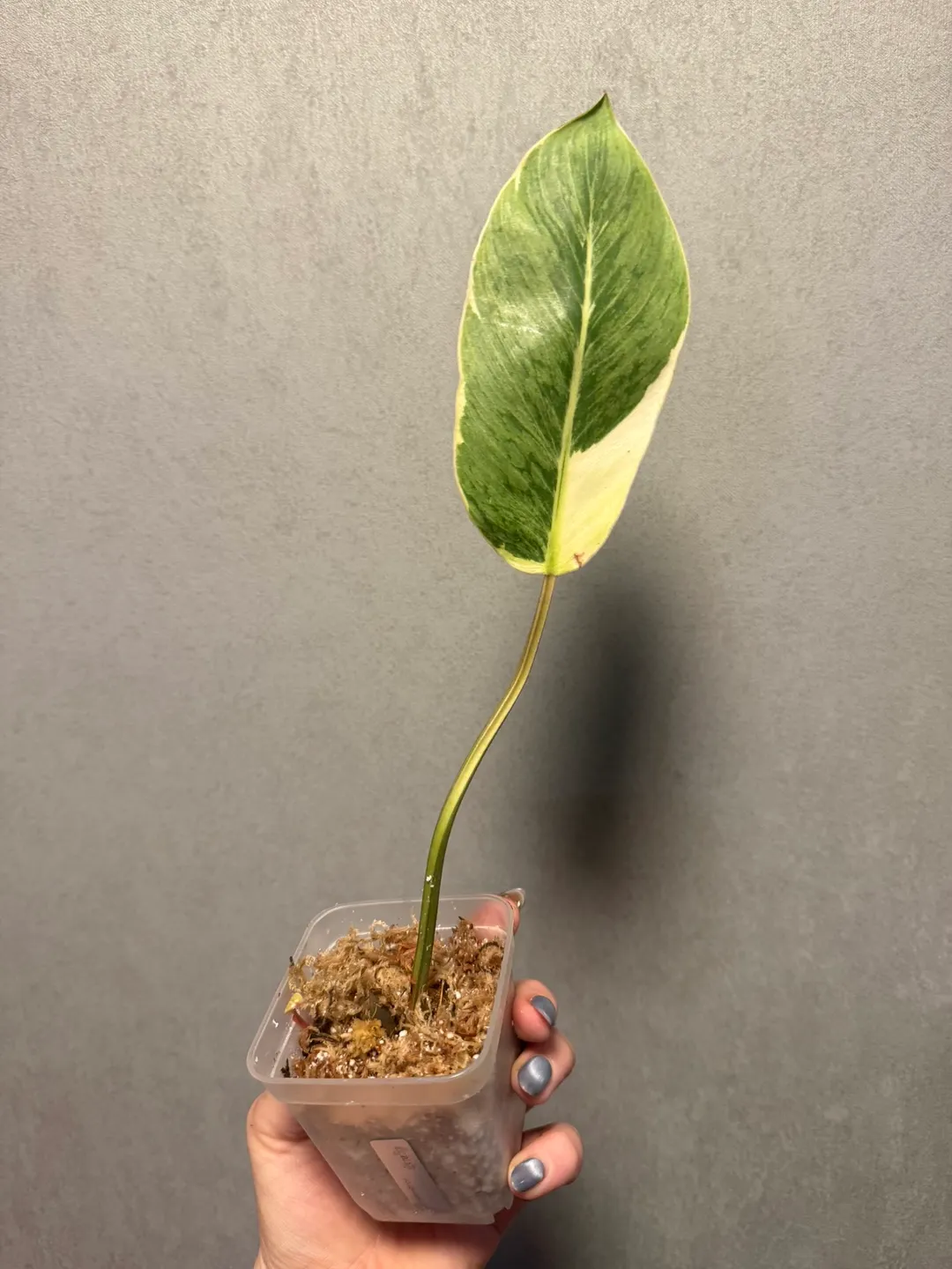 Alocasia Longiloba Suhirmaniana Aurea ($898) from @WeirdlyGreenLLC
