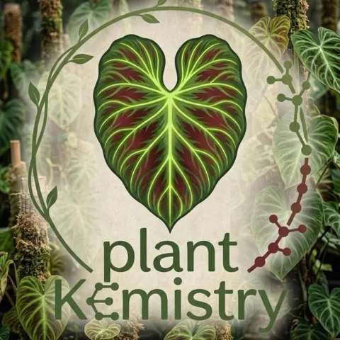 1 PLANT alocasia ninja tricolor ($10) from @plantKEmistry