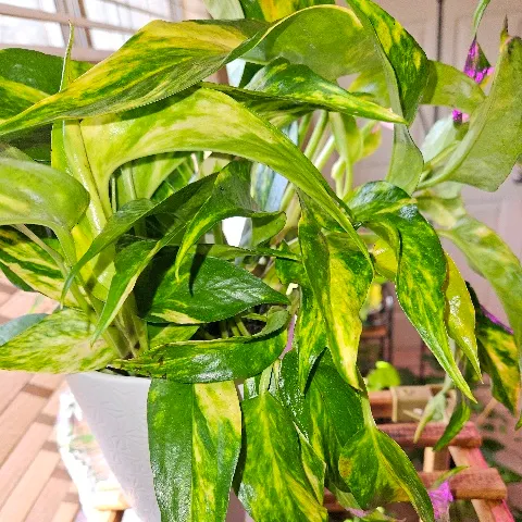観葉植物 scindapsus garawa