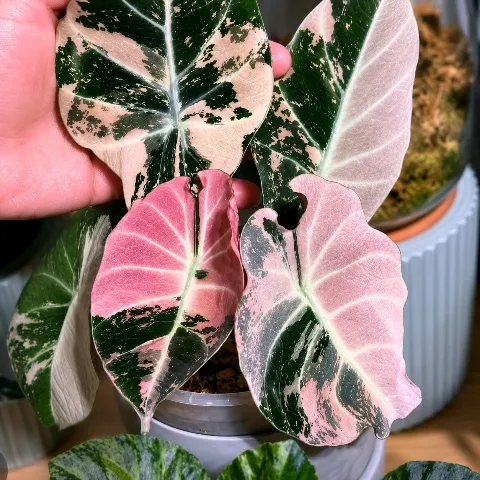 Monstera Legacy ($75) from @Alocasiaplantylover