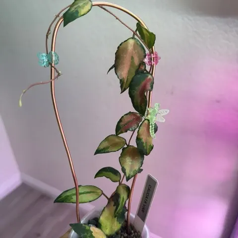 Hoya carnosa madara “snow angel” ($269) from @rare_sprout