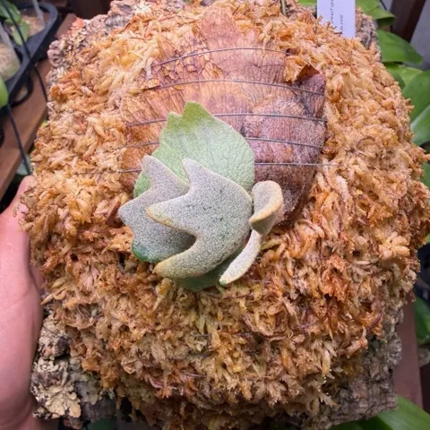 【ご予約】Platycerium woot#9 (spore) Platycerium Woot #9 spore #1 select pup ($400) from @HCorchids