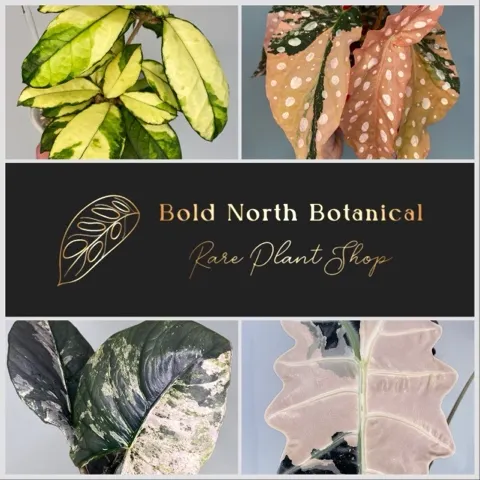 Hoya Mathilde Grey Fairy 🧚🏼‍♂️ ($295) from @BoldNorthBotanical