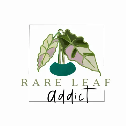 Alocasia De Beers Blue albo ($950) from @RareLeafAddict