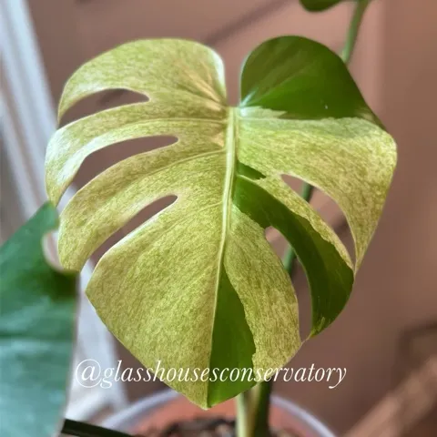 Monstera PomPom ($195) from @GlassHousesConservatory