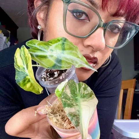 Alocasia Longiloba Thai Constellation Mother Plant ($555) from
