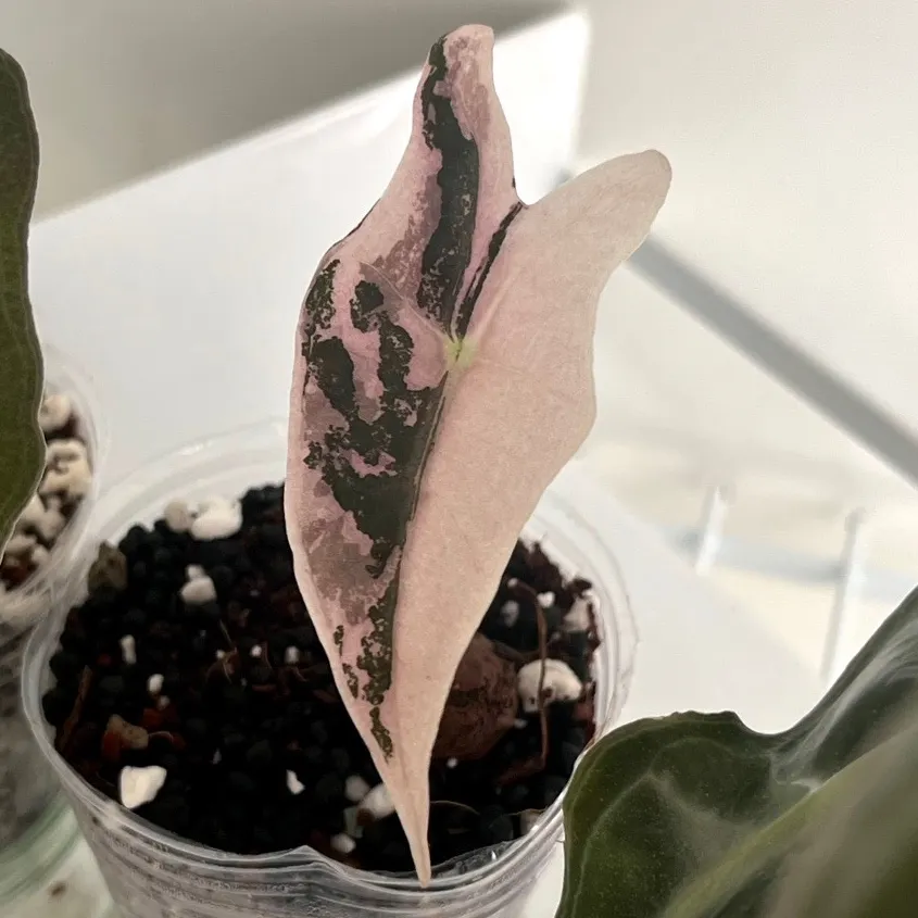 Variegated Anthurium (Michelle x Zara) x pap ($1200) from