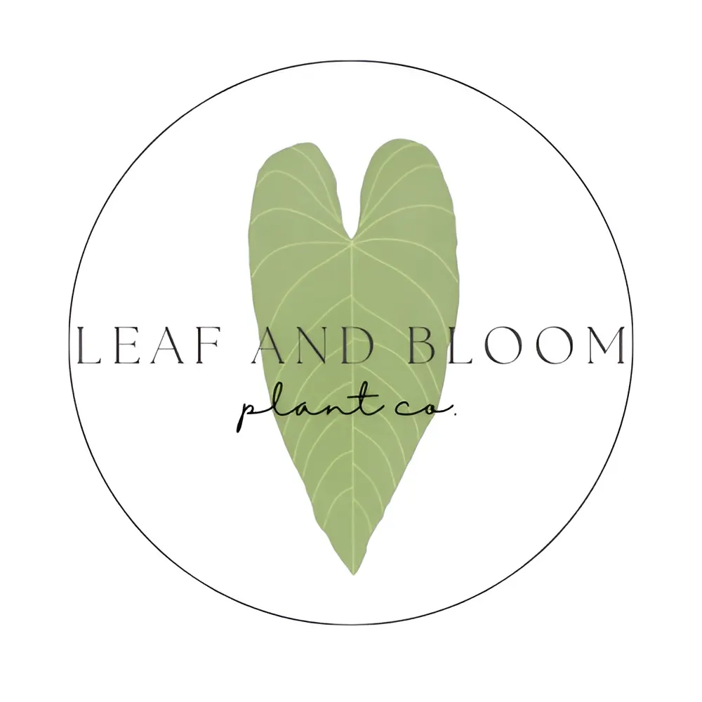 Hoya Archboldiana Albomarginata ($55) from @LeafandBloomCo