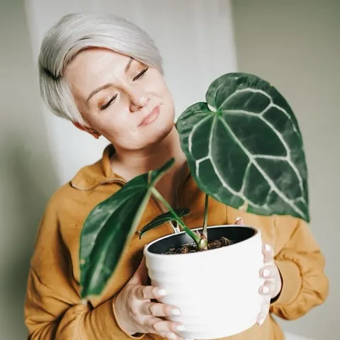 6” Anthurium 'Silver Tiger' x (RC x Dorayaki) ($195.99) from