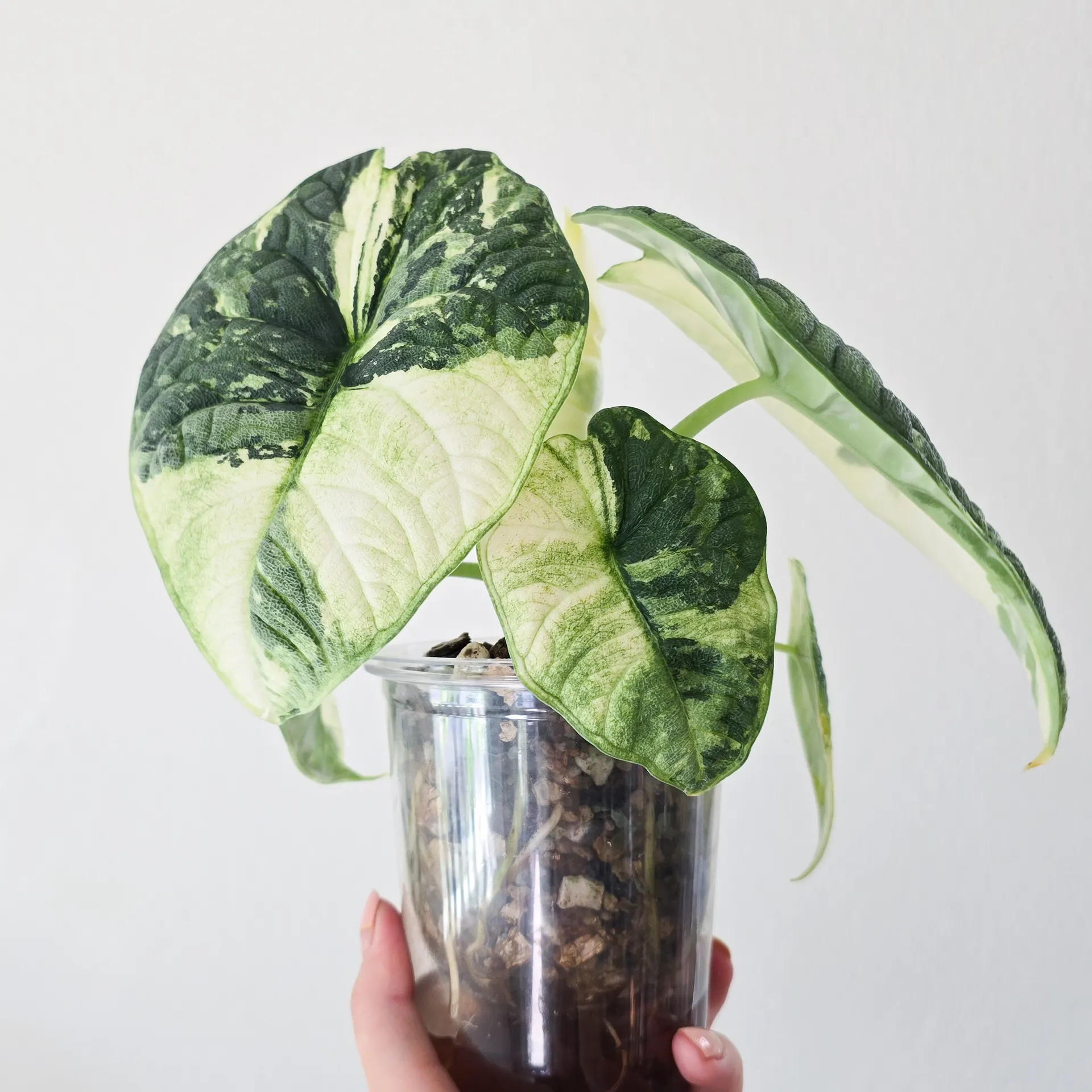 Alocasia Cuprea True Pink CORM ($700) from @FeoriPlants