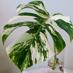 PlantedwithRoots