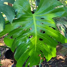 Plants4us