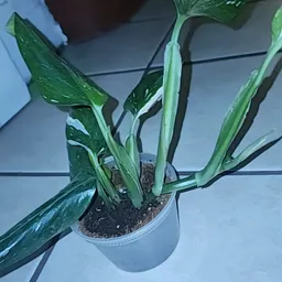 MoePlant