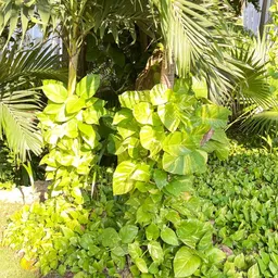 Honeysplants11