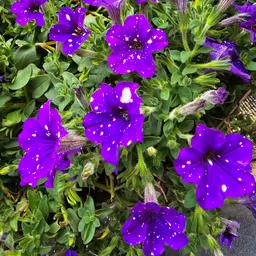 BotanicalWitchery